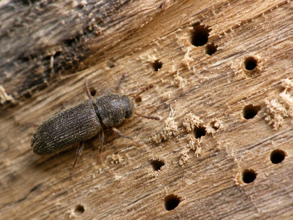 Houtworm